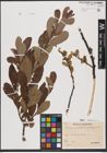 Foto von Salix aurita L. x Salix cinerea L.